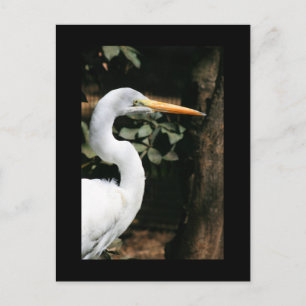 Carte postale Great White Egret