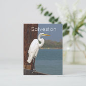 Carte postale Great White Egret (Debout devant)