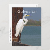 Carte postale Great White Egret (Devant / Derrière)