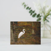 Carte postale Great White Egret in Fall Colours (Debout devant)