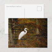 Carte postale Great White Egret in Fall Colours (Devant / Derrière)