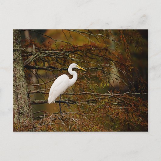 Carte postale Great White Egret in Fall Colours (Devant)