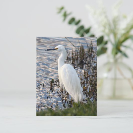 Carte postale Great White Heron (Debout devant)