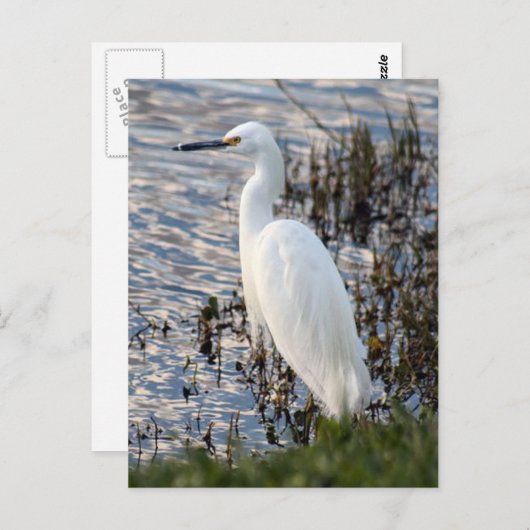 Carte postale Great White Heron (Devant / Derrière)