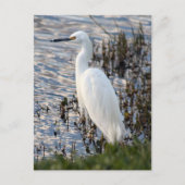Carte postale Great White Heron (Devant)