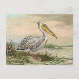 Carte Postale Great White Pelican Vintage Bird Illustration