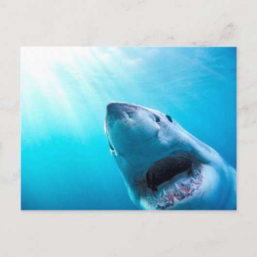 Carte Postale Great White Shark | Afrique du Sud (Devant)