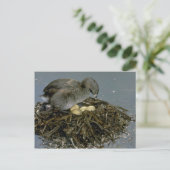 Carte Postale Grebe à bec plat avec nid (Debout devant)