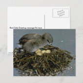 Carte Postale Grebe à bec plat avec nid (Devant / Derrière)