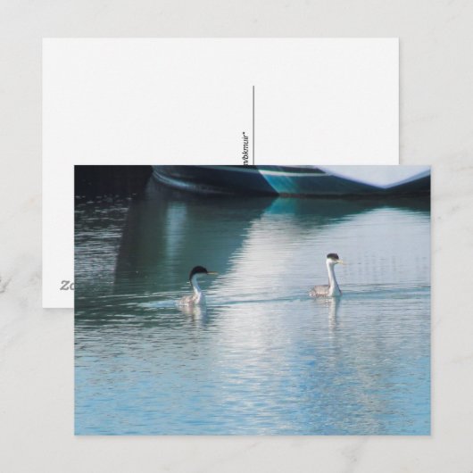 Carte postale - Grèbe à cou blanc dans le port (hr (Devant / Derrière)