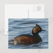 Carte Postale Grèbe à oreilles B1 (Devant / Derrière)