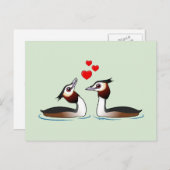 Carte Postale Grèbes en amour (Devant / Derrière)