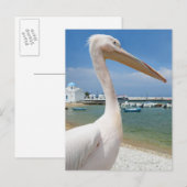 Carte Postale Grèce, Îles des Cyclades, Mykonos, Pélican sur (Devant / Derrière)