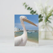 Carte Postale Grèce, Îles des Cyclades, Mykonos, Pélican sur (Debout devant)