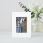 Carte Postale Grèce Mykonos PETROS (St.K. (Debout devant)