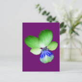 Carte postale Green and Blue Pansy (Debout devant)