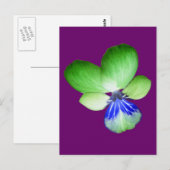 Carte postale Green and Blue Pansy (Devant / Derrière)