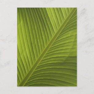 Carte Postale Green Banana Leaf Couleur Gros plan Détails Photo 
