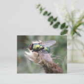 Carte postale Green Bottle Fly (Debout devant)