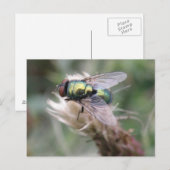 Carte postale Green Bottle Fly (Devant / Derrière)