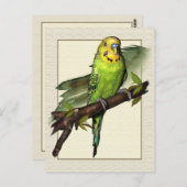 Carte postale Green Budgie Art (Devant / Derrière)