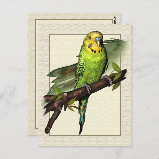 Carte postale Green Budgie Art (Devant / Derrière)