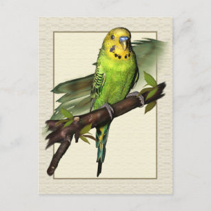 Carte postale Green Budgie Art