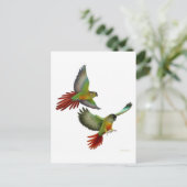 Carte postale Green Cheek Conure (Debout devant)