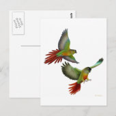 Carte postale Green Cheek Conure (Devant / Derrière)