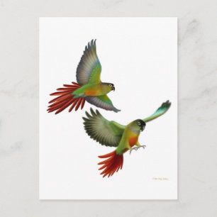 Carte postale Green Cheek Conure