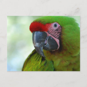 Carte postale Green Chek Conure