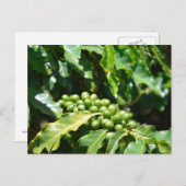 Carte postale Green Coffee Berries (Devant / Derrière)