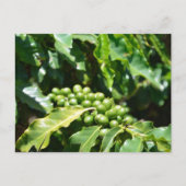 Carte postale Green Coffee Berries (Devant)