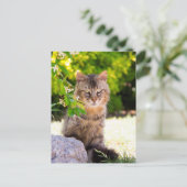 Carte postale Green Eyed Cat À Ravello Italie (Debout devant)