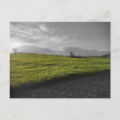 Carte postale Green Fields (Devant)