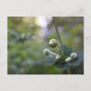 Carte Postale Green Flower Bud Jardin Nature Photographie Floral