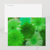 Carte postale Green Gerbera Daisy (Devant / Derrière)