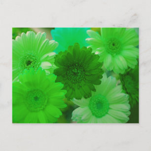 Carte postale Green Gerbera Daisy