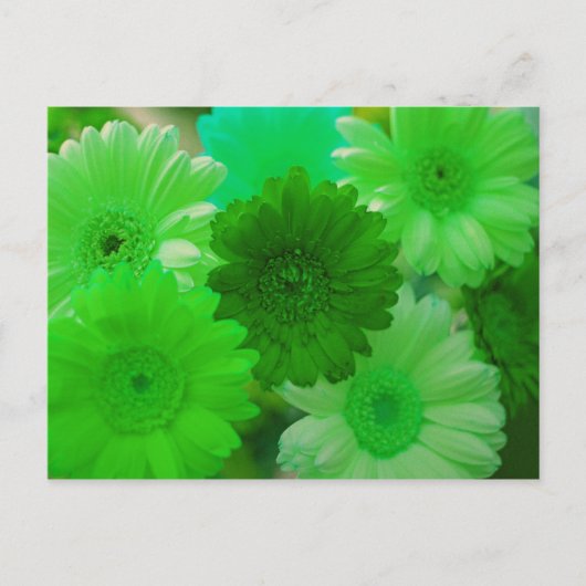 Carte postale Green Gerbera Daisy (Devant)