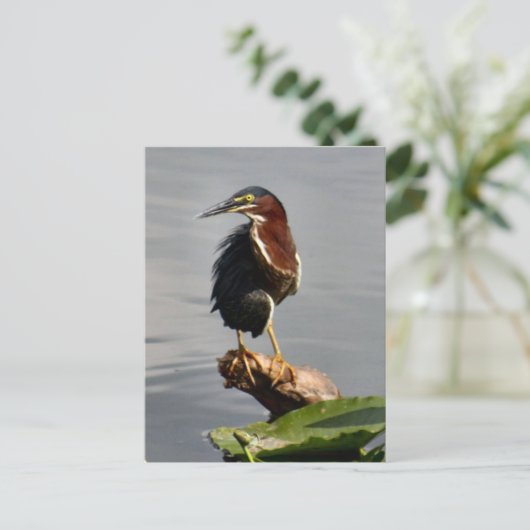 Carte postale Green Heron (Debout devant)