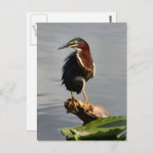 Carte postale Green Heron (Devant / Derrière)