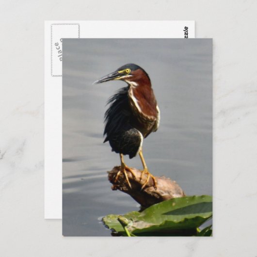 Carte postale Green Heron (Devant / Derrière)