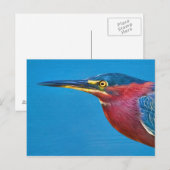 Carte postale Green Heron (Devant / Derrière)