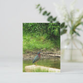 Carte postale Green Heron (Debout devant)