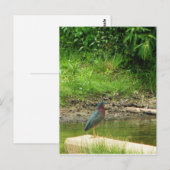 Carte postale Green Heron (Devant / Derrière)
