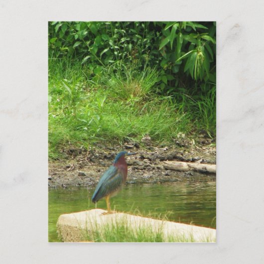 Carte postale Green Heron (Devant)