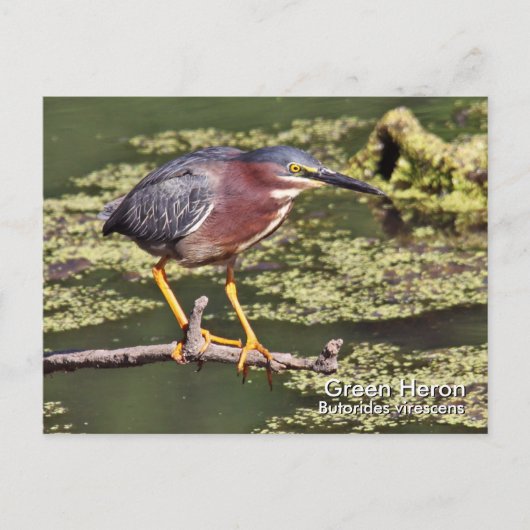 Carte postale Green Heron (Devant)