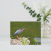 Carte postale Green Heron (Debout devant)