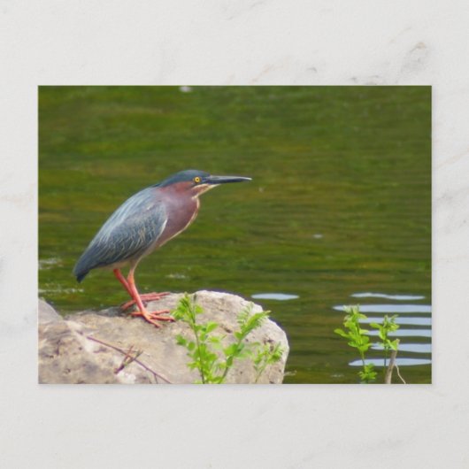 Carte postale Green Heron (Devant)