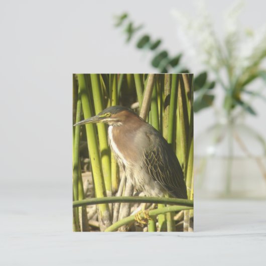 Carte postale Green Heron (Debout devant)
